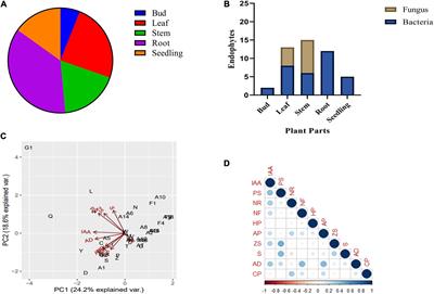 Synergism of endophytic Bacillus subtilis and Klebsiella aerogenes modulates plant growth and bacoside biosynthesis in Bacopa monnieri